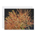 Orange Blood lily (Haemanthus multiflorus) flowers invitations