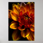 Orange Bloom Poster