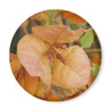 Orange Bougainvillea Magnet