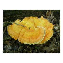 Orange Bracket Fungus Postcard