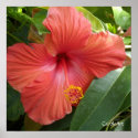 "Orange Bright Hibiscus" Poster posters