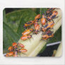 Orange Bugs Mouse Mats