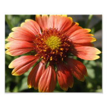 Orange Burst 10x8 Photographic Print