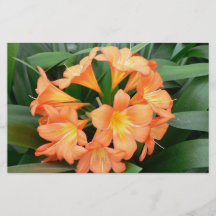 Orange Bush Lily Flower or Natal Lily Flyer Design