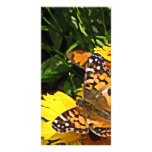Orange Butterflies on Yellow Coreopsis photo cards