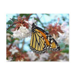 Orange Butterfly Postcard
