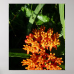 Orange Butterfly Weed Flower With Morning Dew Posters