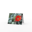 Orange cactus flower - Greeting Card