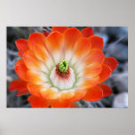Orange Cactus Flower Posters
