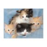 Orange, Calico and Black/White Kittens Postcards