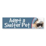 Orange, Calico, Black/White Kittens Bumper Sticker bumper stickers