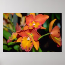 Orange Cattleya flowers Print