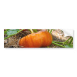 Orange Cinderella Pumpkin bumper stickers