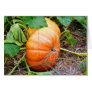 Orange Cinderella Pumpkin Card