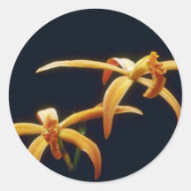 Orange Cinnabarina (Laelia) flowers Stickers