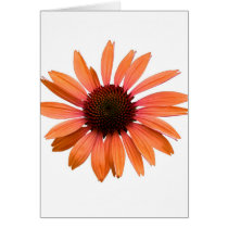 Orange Coneflower Cards