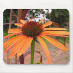 Orange Coneflower  mousepads