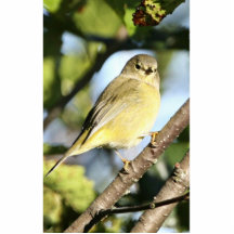 Orange-crowned Warbler Photo Cutout