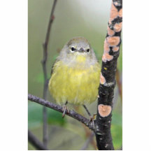Orange-crowned Warbler Photo Cutouts