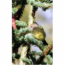 Orange-crowned Warbler Photo Sculpture