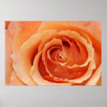Orange Cut Rose on Canvas Print