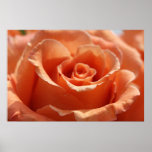 Orange Cut Rose on Canvas, Version B Print