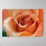 Orange Cut Rose on Canvas, Version C Print