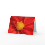Orange Dahlia cards
