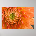 Orange Dahlia DSC4447 Posters