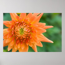 Orange Dahlia