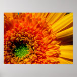 Orange Daisy Canvas Print