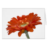 Orange Daisy Gerbera Flower Card