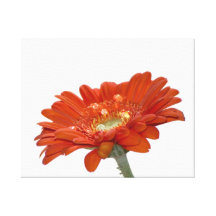 Orange Daisy Gerbera Flower Gallery Wrap Canvas