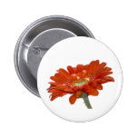 Orange Daisy Gerbera Flower Pinback Buttons