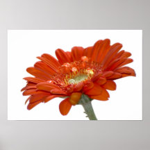 Orange Daisy Gerbera Flower Posters