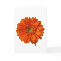 Orange Daisy Greeting Card