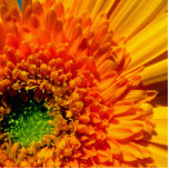 Orange Daisy Photo Sculpture photo sculptures