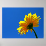 Orange Daisy Poster posters