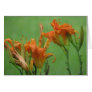 Orange Day Lilies Greeting Cards