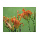 Orange Day Lilies Postcards