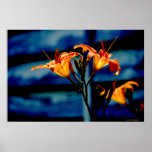 Orange Daylilies poster posters
