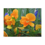 Orange Delight postcards