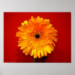Orange Delight Posters