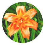 Orange Double Day Lily stickers