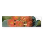 Orange Eucalyptus ficifolia flowers Bumper Sticker