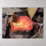 Orange Fall Mushroom Poster