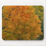 Orange Fall Tree Mouse Pad
