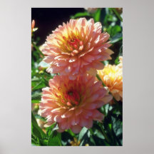 Orange Ferncliff Daybreak Dahlia flowers Print