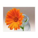 Orange Floral postcards
