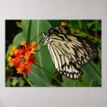 Orange Flower and Butterfly Print